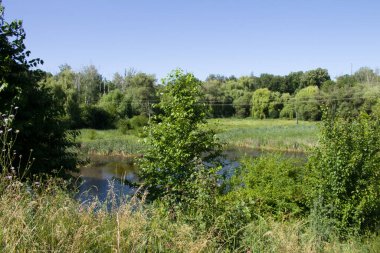 Nehir ve yeşil ormanlı güzel yaz manzarası.