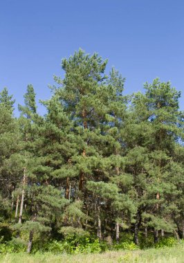 Mavi gökyüzünün arka planında güzel çam ağaçları
