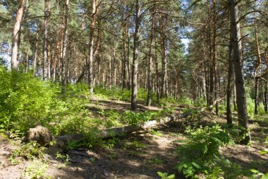 Çam ormanları ve ön planda çam ağaçları olan yaz manzarası