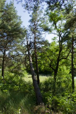 Çam Ormanı Yazın ortasında