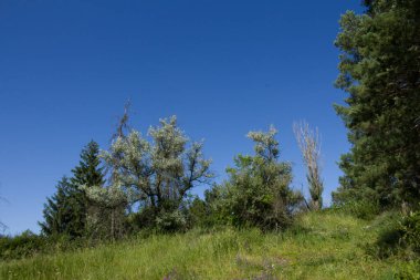 Yaz günü bir dağ ormanında ağaçlar