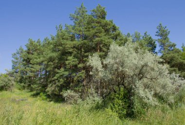 Şehir parkında yaz.
