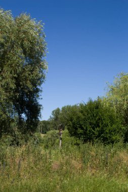 Yeşil çayır, yaz ormanı.