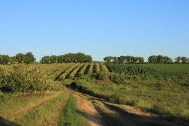Kırsal alanın güzel manzarası