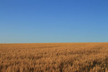 Buğday tarlasıyla güzel bir manzara.