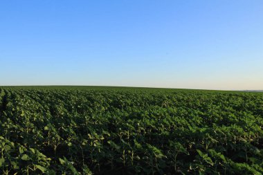 Genç buğdaylı yeşil tarla. tarım ve çiftçilik. tarımsal tarım.