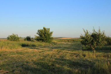 Ağaçları ve yeşil otları olan güzel bir manzara.