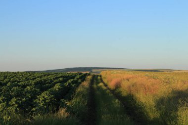 Mavi gökyüzü ile yeşil alan