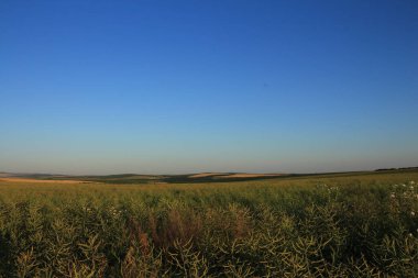 Yazın, İsrail 'in kuzeyindeki kırsal bir alanda buğday tarlaları