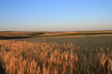 Çimen tarlası ve mavi gökyüzü olan güzel bir manzara.