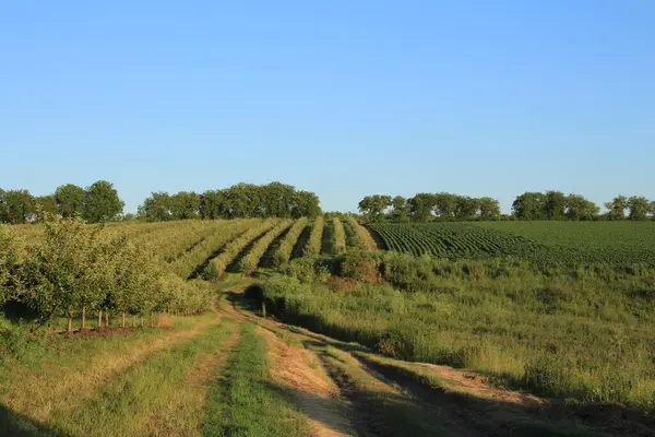 Kırsal alanın güzel manzarası