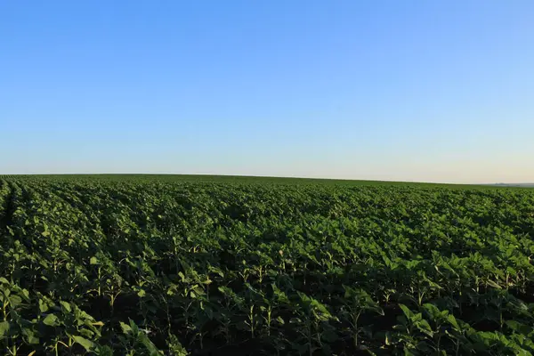 Genç buğdaylı yeşil tarla. tarım ve çiftçilik. tarımsal tarım.