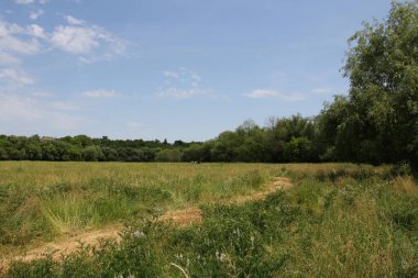 Bir çayır ve bir çayır manzarası