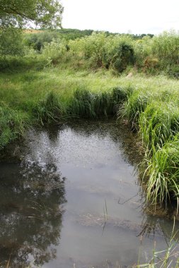 Ağaçlı güzel bir gölet görüntüsü.
