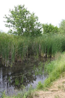 Nehir ve yeşil çimen