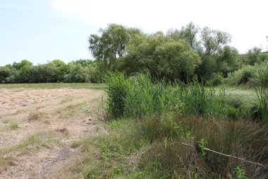 Hollanda 'nın kırsal kesimlerinde bir nehir manzarası