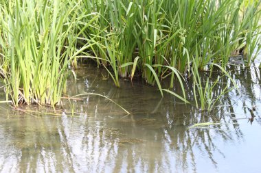 yeşil çimen ve su damlası