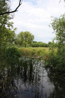 Ağaçlar ve bitkilerle çevrili küçük bir gölet.