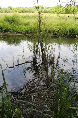 Parkta güzel bir gölet manzarası