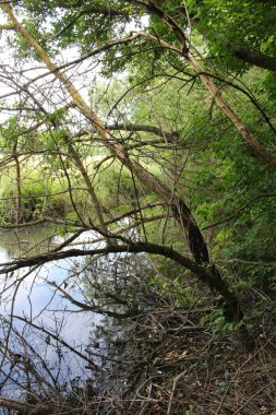 Parktaki nehrin güzel bir görüntüsü.