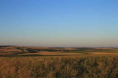 Akşamları bir çimen tarlası