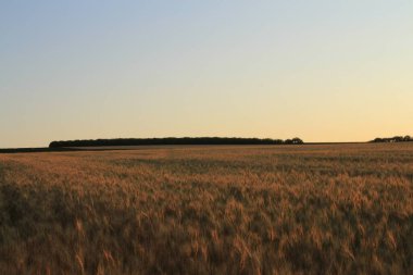 Buğday güzel alan.