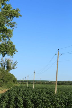Güneşli bir günde ağaçlı güzel bir tarla manzarası.