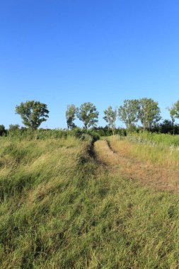 Buğday tarlası ve mavi gökyüzü olan güzel bir manzara.