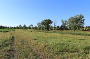 yeşil tarla ve mavi gökyüzü