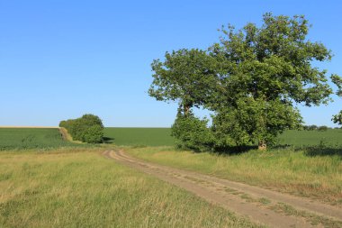 Kırsal yol, ağaç ve yeşil tarla.