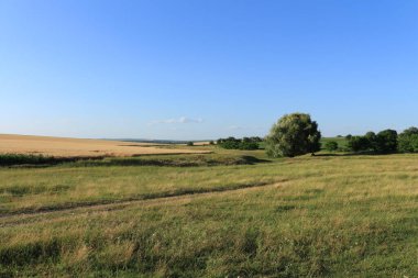 Güzel bir buğday tarlası ve mavi gökyüzü olan manzara.