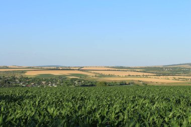 Mısır tarlası ve mavi gökyüzü