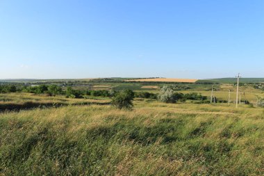 summer landscape with fields and meadows