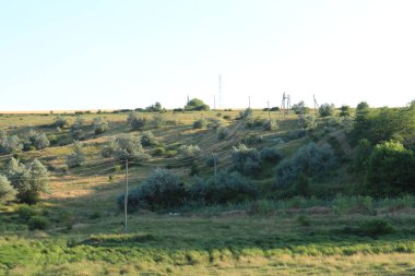 Ormanda bir ağacı olan güzel bir manzara.