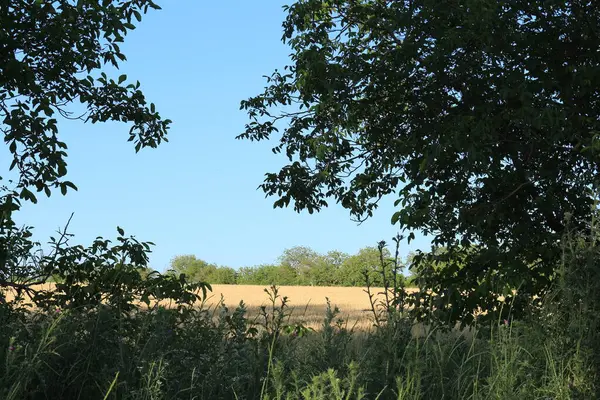 Ağaçları ve yeşil otları olan güzel bir manzara.