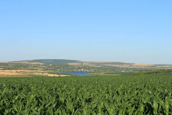 Mısırlı yeşil tarla, mavi gökyüzü ve bulutlu
