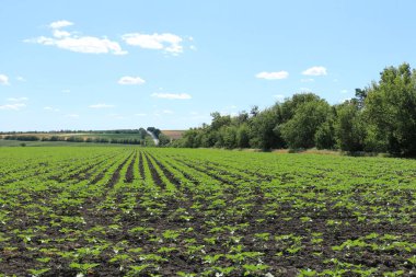 Yazın genç mısır tarlası