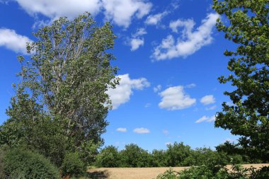 Güzel bir manzara Ağacı ve mavi gökyüzü