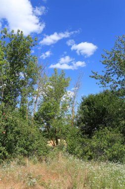 Kırsal manzaranın güzel manzarası