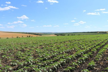 Yazın mısır tarlası