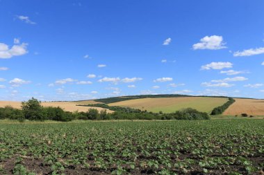 Olgun buğday ve mavi gökyüzü