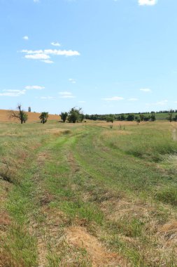 Çimen ve ağaçlarla kaplı kırsal yol