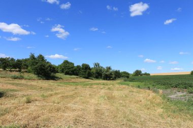 Yazın yeşil çayır ve mavi gökyüzünün manzarası