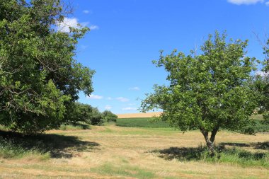 bir tarla ve ağaçlar