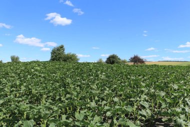 Genç mısırlı tarla