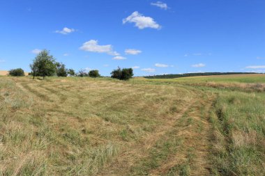 Büyük bir buğday tarlası ve büyük bir buğday otu.
