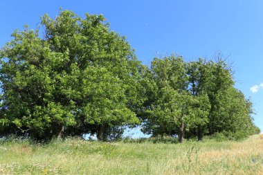 Ormanda yeşil ağaçlar.