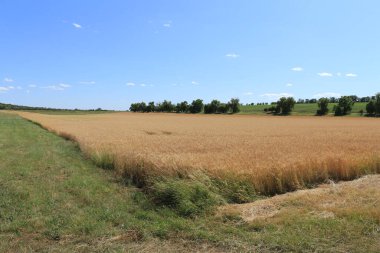 Buğday tarlasının manzarası