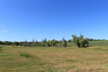 Buğday tarlası ve yeşil çimen manzarası