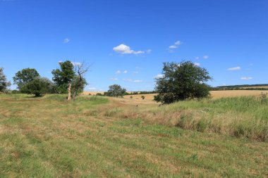 Yeşil tarlalı ve mavi gökyüzüyle manzara